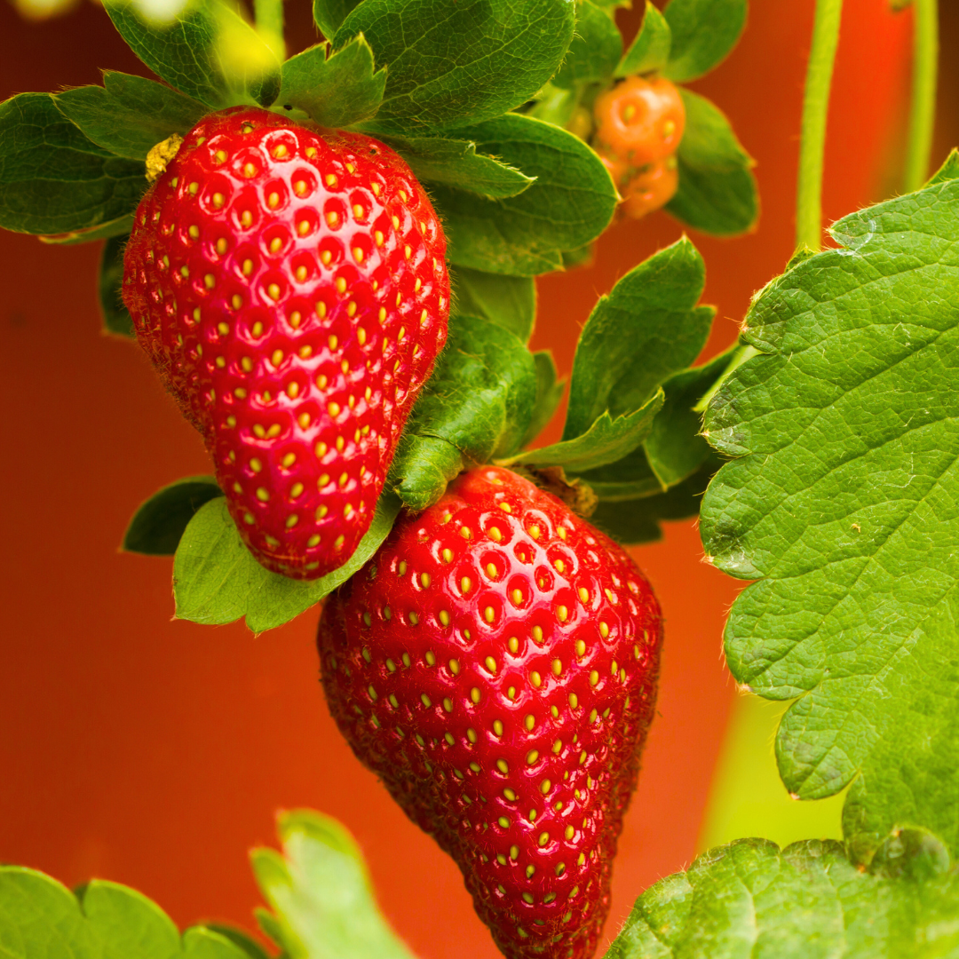 Graines de Fraises